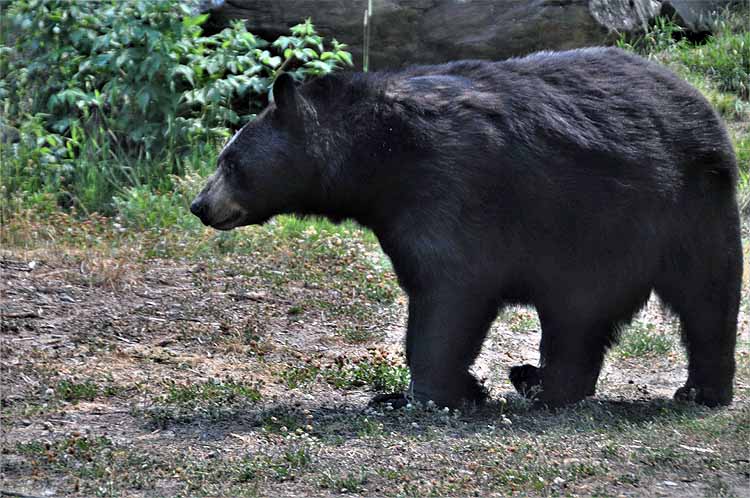 bear